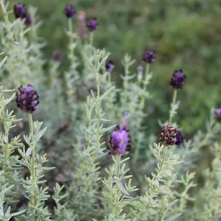 Hetedhet Csillag Apartmanhaz Lägenhet