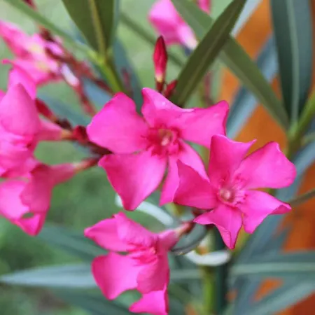 Hetedhet Csillag Apartmanhaz Lägenhet