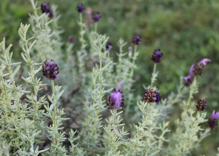 Hetedhét Csillag Apartamento