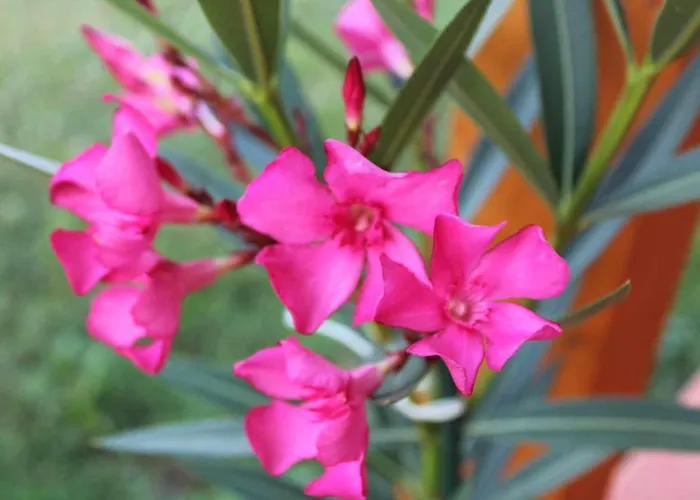 Hetedhét Csillag Apartamento