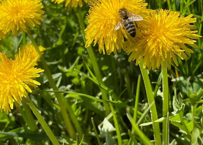 Hetedhét Csillag Babonymegyer